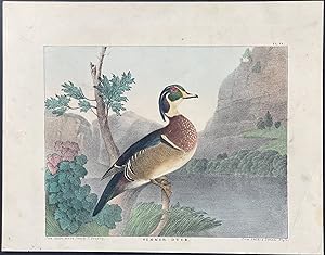 Seller image for Summer Duck for sale by Trillium Antique Prints & Rare Books