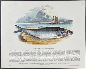 Herring Fish