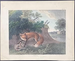 Seller image for Red Fox for sale by Trillium Antique Prints & Rare Books