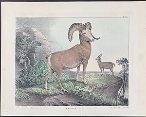 Seller image for Argali (Mountain Sheep) for sale by Trillium Antique Prints & Rare Books