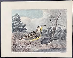 Seller image for Meadow Lark, Snow Bird for sale by Trillium Antique Prints & Rare Books