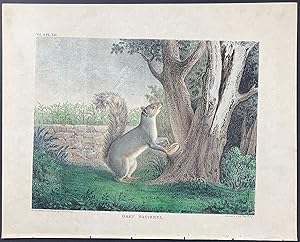 Seller image for Grey Squirrel for sale by Trillium Antique Prints & Rare Books