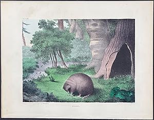 Seller image for Raccoon for sale by Trillium Antique Prints & Rare Books