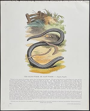 Blind-Worm or Slow-Worm
