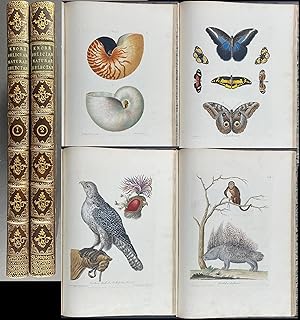 Knorr's Deliciae Naturae - Two Volumes with 91 Folio Engravings