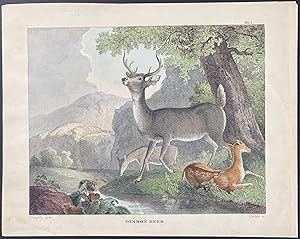 Seller image for Common Deer for sale by Trillium Antique Prints & Rare Books
