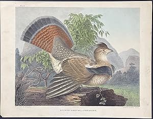 Seller image for Ruffed Grouse or Pheasant for sale by Trillium Antique Prints & Rare Books