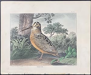 Seller image for Woodcock for sale by Trillium Antique Prints & Rare Books