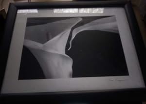 Two Calla Lilies, SIGNED silver print, framed