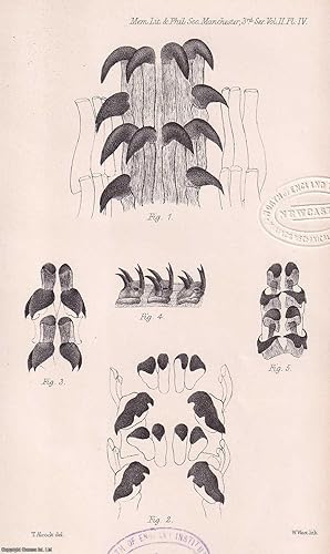 Imagen del vendedor de The Tongues of Mollusca. An original article from the Memoirs of the Literary and Philosophical Society of Manchester, 1865. a la venta por Cosmo Books