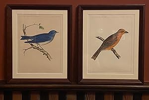 [AMERICAN SONGBIRDS]. Two framed original chromolithographs from the Zoology / Ornithology sectio...