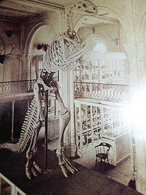 Image du vendeur pour Article: Dusting off America's First Dinosaur "It Was Discovered in New Jersey in 1858, Was Made Into Full-Size Copies Sent As Far Away As Edinburgh and Had a Violent Run-In with Boss Tweed in 1871. Now, after Fifty Years (1938-1988) out of View, the Ugly Brute Can be Seen in Philadelphia" mis en vente par Hammonds Antiques & Books