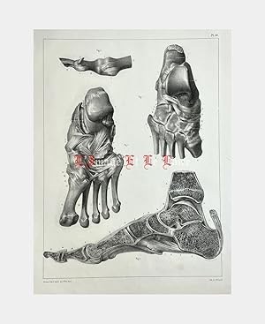 Imagen del vendedor de Planche d'anatomie : pieds a la venta por L'Image et le livre