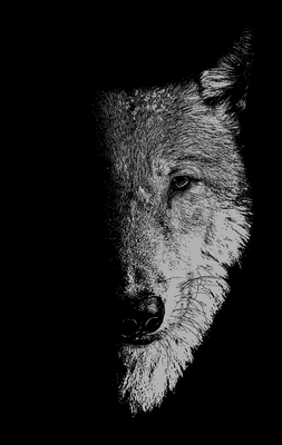 Image du vendeur pour In the Company of Wolves: Werewolves, Wolves and Wild Children (Paperback or Softback) mis en vente par BargainBookStores