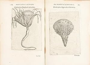 Bild des Verkufers fr De Plantis Exoticis Libri Duo. Edited by Alpino Alpinus. zum Verkauf von Antiquariat Michael Solder