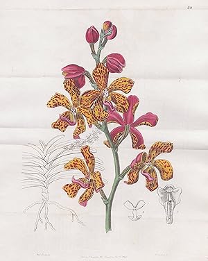 Seller image for Vanda Batemanni" - Orchidee orchid / Philippines Philippinen / flowers Blume flower Botanik botany botanical for sale by Antiquariat Steffen Vlkel GmbH