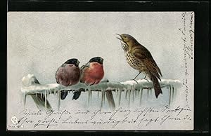 Seller image for Ansichtskarte Zwei Gimpel und eine Drossel im Winter for sale by Bartko-Reher