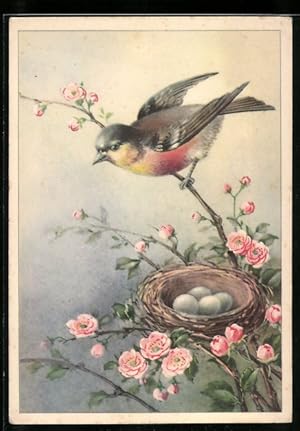 Imagen del vendedor de Ansichtskarte Singvogel ber seinem Gelege in einem Rosenstrauch a la venta por Bartko-Reher