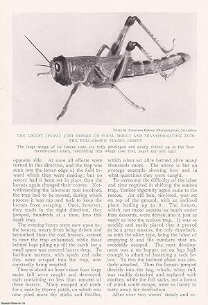 Jerusalem's Locust Plague. A Description of the Recent Locust Influx into Palestine, and Comparin...