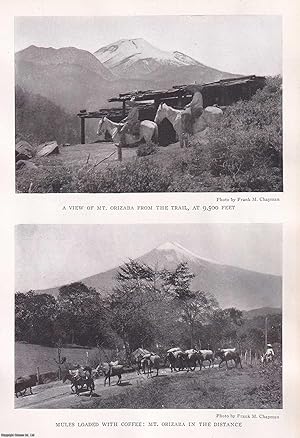 A Naturalist's Journey around Vera Cruz and Tampico. By Frank M. Chapman. An original article fro...