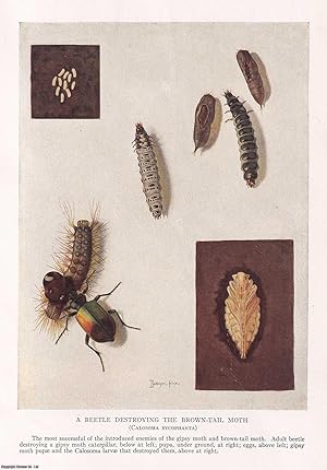 Beetles and Parasites to check the Ravages of the Gipsy-moth and Brown-tail Moth. By L.O. Howard....
