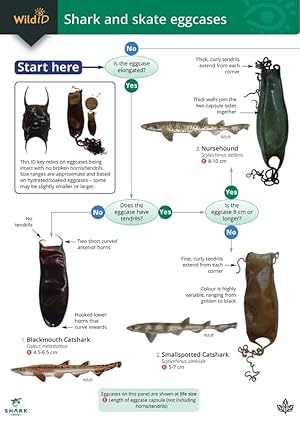 Imagen del vendedor de Shark and skate eggcases (Identification Chart) a la venta por PEMBERLEY NATURAL HISTORY BOOKS BA, ABA