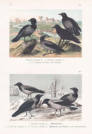 Bild des Verkufers fr "Nebelkrhe / Bastarde von Raben- und Nebelkrhe" - Krhe Aaskrhe Rabe Carrion crow Vogel Vgel bird birds zum Verkauf von Antiquariat Steffen Vlkel GmbH