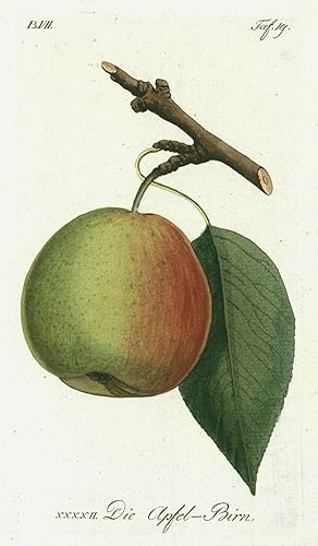 Bild des Verkufers fr XXXXII. Die Apfel -Birn. zum Verkauf von Antiquariat Clemens Paulusch GmbH