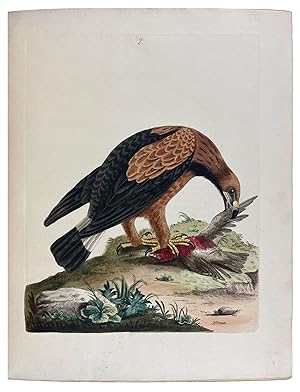 Seller image for New Illustrations of Zoology, Containing Fifty Coloured Plates of New, Curious, and Non-Descript Birds, with a Few Quadrupeds, Reptiles, and Insects. Together with a Short and Scientific Description of the Same: Nouvelles Illustrations de Zoologie, Contenant Cinquante Planches Enlumines d'Oiseaux Curieux, et Qui Non ts Jamais Descrits, et Quelques de Quadrupdes, de Reptiles et D'Insectes, Avec de Courtes Descriptions Systmatiques for sale by Donald A. Heald Rare Books (ABAA)