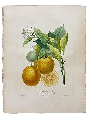 Histoire Naturelle des Orangers