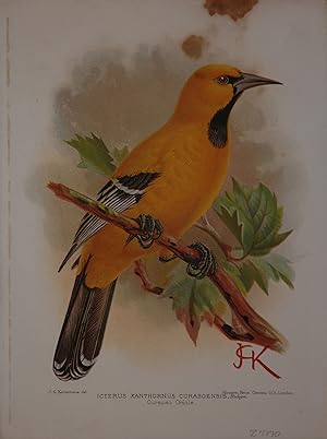 Seller image for Icterus Xanthornus Curasoensis, Ridgw. for sale by Lule A Vavra Rare Maps and Books