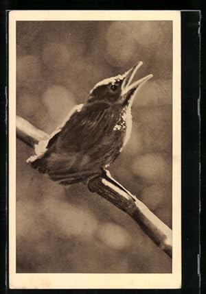 Ansichtskarte Wien, Österreichischer Tierschutzverein, Sensengasse 5, Vogelküken