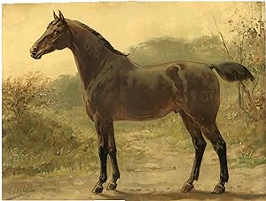 Seller image for Antique Master Print-HORSE BREEDS-OLDENBURG-Goffart-Eerelman-1898 for sale by Pictura Prints, Art & Books