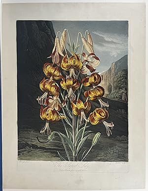 Imagen del vendedor de The Superb Lily a la venta por Donald A. Heald Rare Books (ABAA)