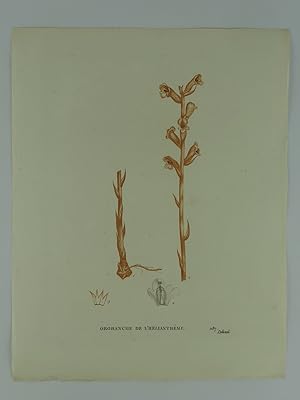 Bild des Verkufers fr OROBRANCHE DE L'HELIANTHEME Planche n287 Plantes de la France, dcrites et peintes d'aprs nature. (BOTANIQUE) GRAVURE ORIGINALE zum Verkauf von Librairie Christian Chaboud