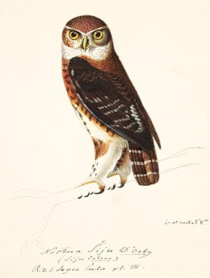 Bild des Verkufers fr Album of drawings and watercolours of nocturnal birds, zum Verkauf von Blackwell's Rare Books ABA ILAB BA