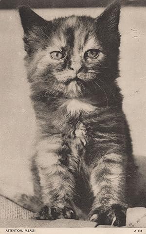 Seller image for Attention Please Trainee Military Cat Jarrolds Chrome Series Old Postcard for sale by Postcard Finder