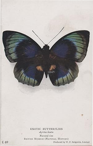 Exotic Butterflies Agrias Beata Antique Butterfly Postcard