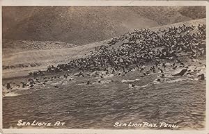 Seller image for Sea Lions At Peru Bay Antique Sea Lion Real Photo Postcard for sale by Postcard Finder