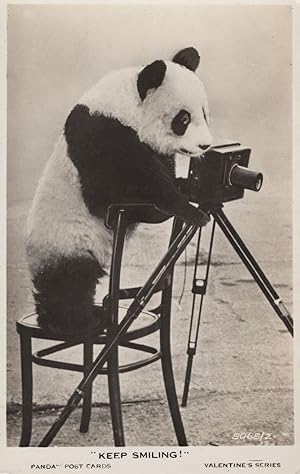 Panda With Antique Camera Bear Photographer Old RPC Rare Postcard