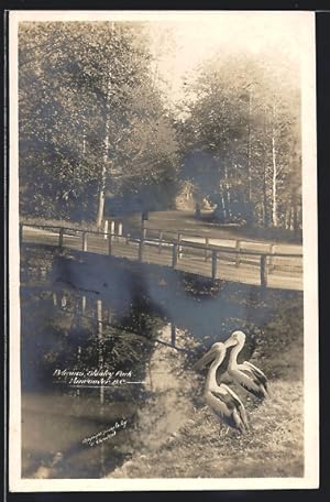 Imagen del vendedor de Postcard Vancouver, Pelicans, Stanley Park a la venta por Bartko-Reher