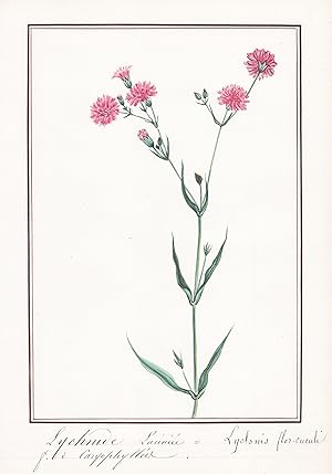 "Lychnide laciniee - Lychnis flos cuculi" - Nelke / Botanik botany / Blume flower / Pflanze plant