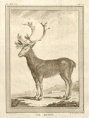 Le Renne [Reindeer or Caribou]