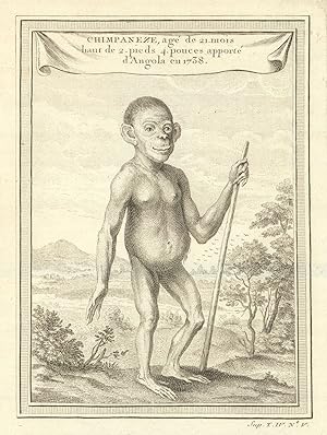 Chimpaneze, agé de 21 mois, haut de 2 pieds 4 pouces, apporté dAngola en 1738 [Chimpaneze, 21 mo...