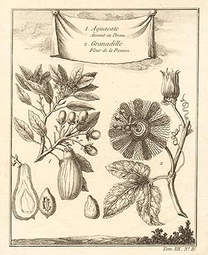 Seller image for Aguacate, Avorat ou Persea 2. Granadille, Fleur de la Passion [Avocado, or Persea americana 2. Granadilla, Passion Flower] for sale by Antiqua Print Gallery