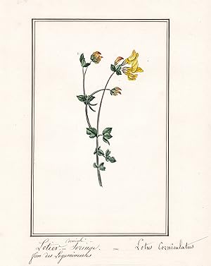 "Lotier cornicule - Lotus corniculatus" - Hornklee / Botanik botany / Blume flower / Pflanze plant
