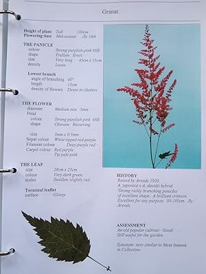 Astilbe : A Guide to the Identification of Cultivars and Common Species