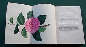 Magazine of Botany [ 81 Plates ]