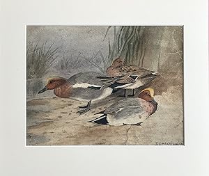 J. C. HARRISON - Widgeon on the water's edge [Original signed watercolour]