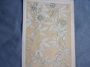 CHROMOLITHOGRAPHIE 19ème DECORATION FEUILLES D' APRES NATURE